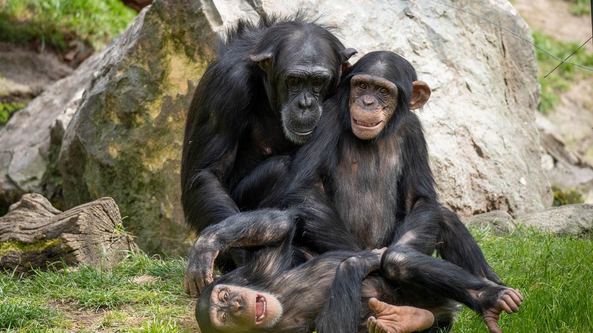 La familia de chimpancés ofrece una de las estampas más entrañables de BIOPARC en València.