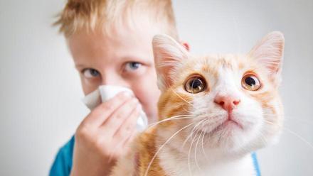 GATO | ¿Por qué los gatos causan alergias?
