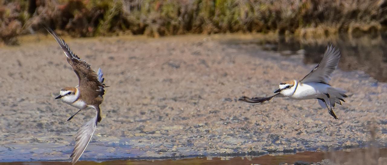 Una pareja de chorlitejos en ses Salines.