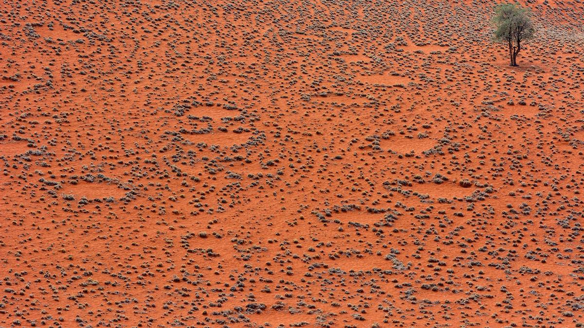 Círculo de hadas, un precioso misterio de la naturaleza