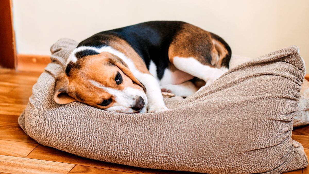 Cola rota en el perro: cómo saber si nuestro amigo tiene esta dolencia que ocurre mucho más a menudo de lo que pensamos