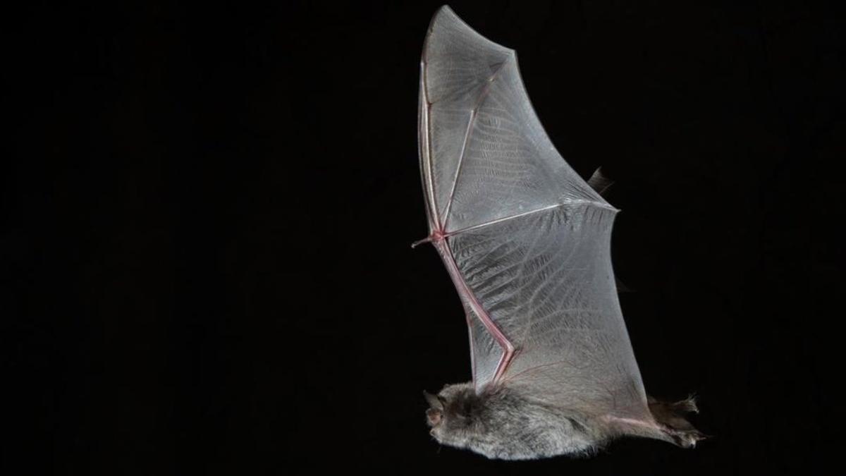 Murciélago de una especie amenazada.