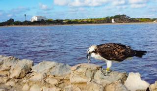 Ibiza y Formentera, únicas islas sin crías de águila pescadora el último año