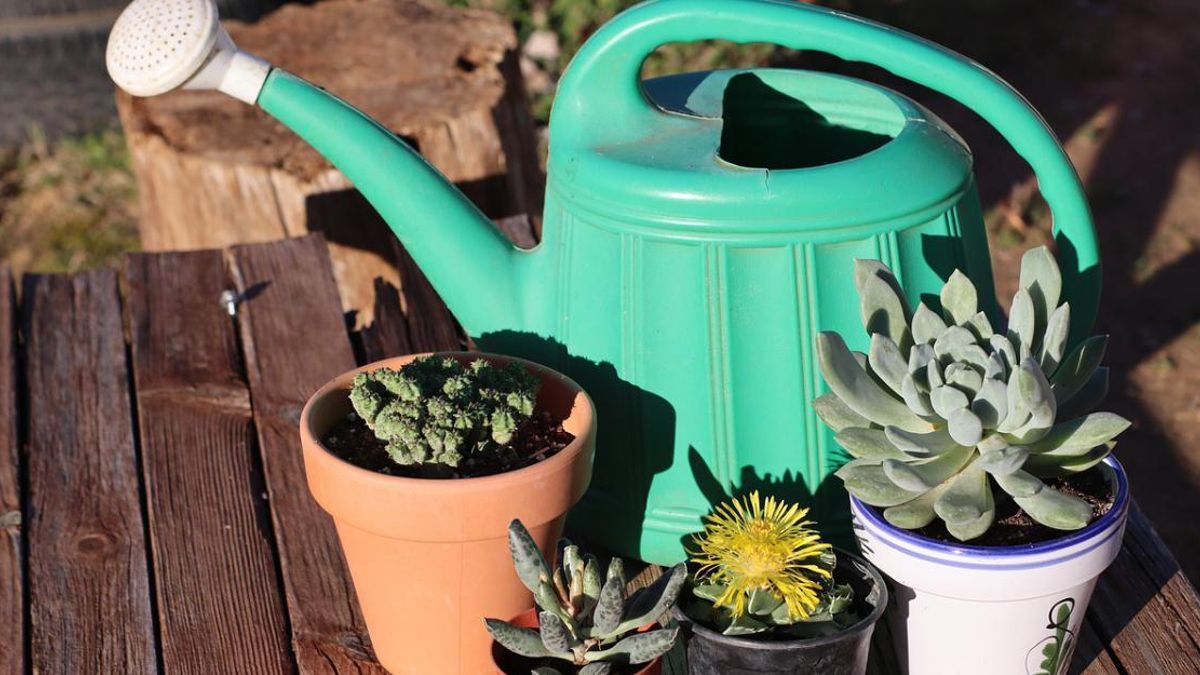 Cómo cuidar tus plantes correctamente.