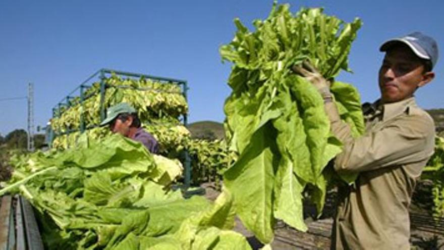 Extremadura deja de cultivar 14.000 hectáreas de tabaco en 19 años