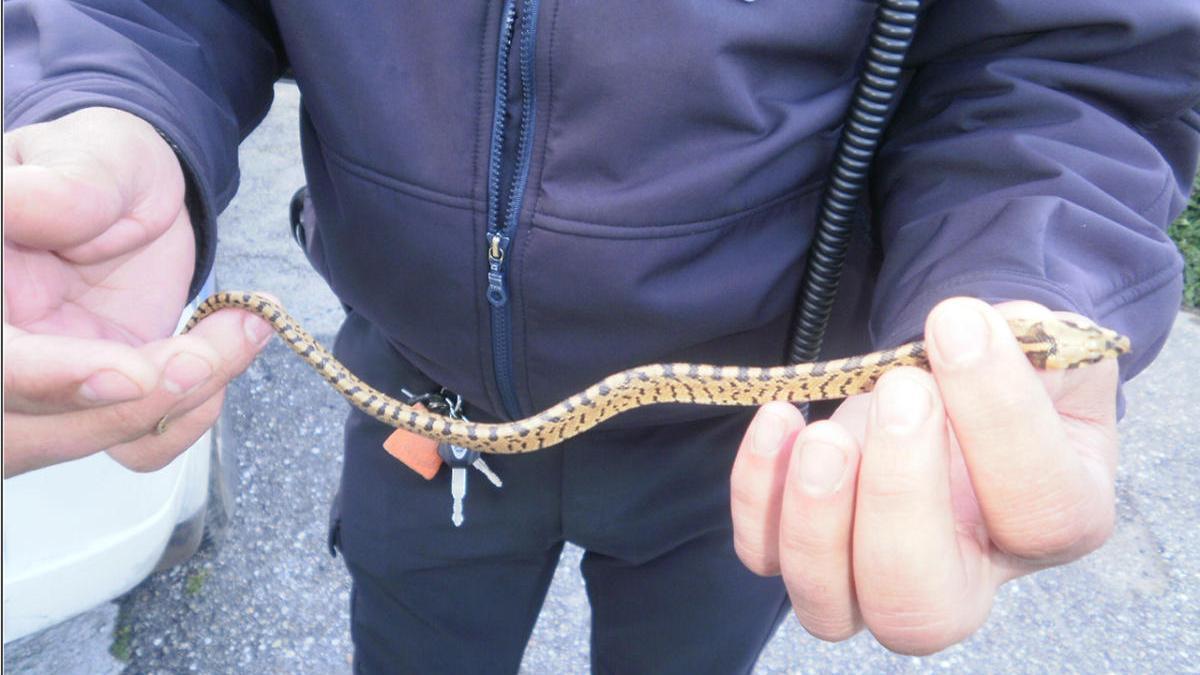 Ejemplar de serpiente capturada en Vigo el verano de 2012