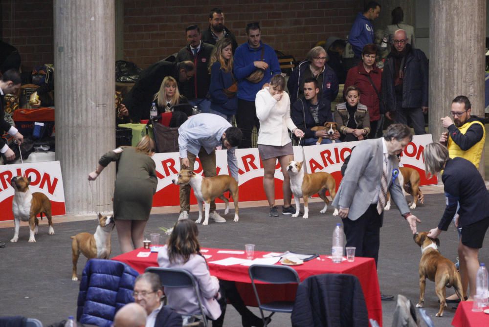 Expocanina 2018