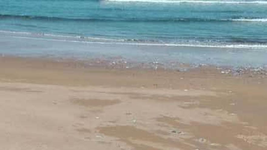 El delfín en la playa de Merón.