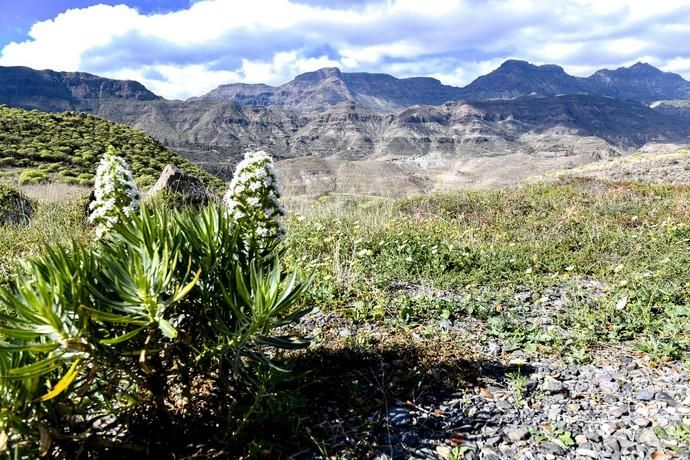 GRAN CANARIA 26-01-2019  SANTA LUCIA DE TIRAJANA-SAN BARTOLOME DE TIRAJANA. Fotos al macizo de Amurga. Fotos a los terrenos de la familia de Román comprados por el Cabildo.  FOTOS: JUAN CASTRO