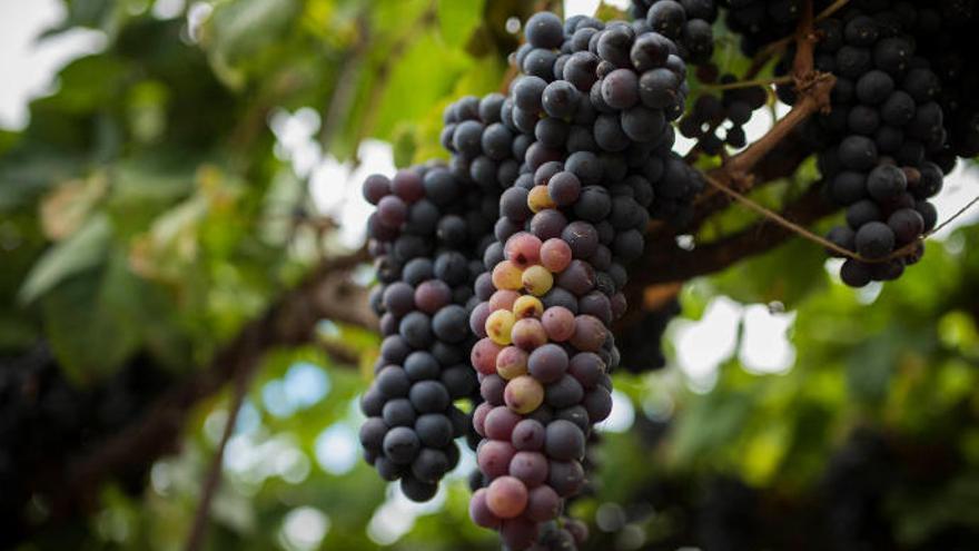 El Cabildo descarta dejar Bodegas Insulares solo en manos privadas