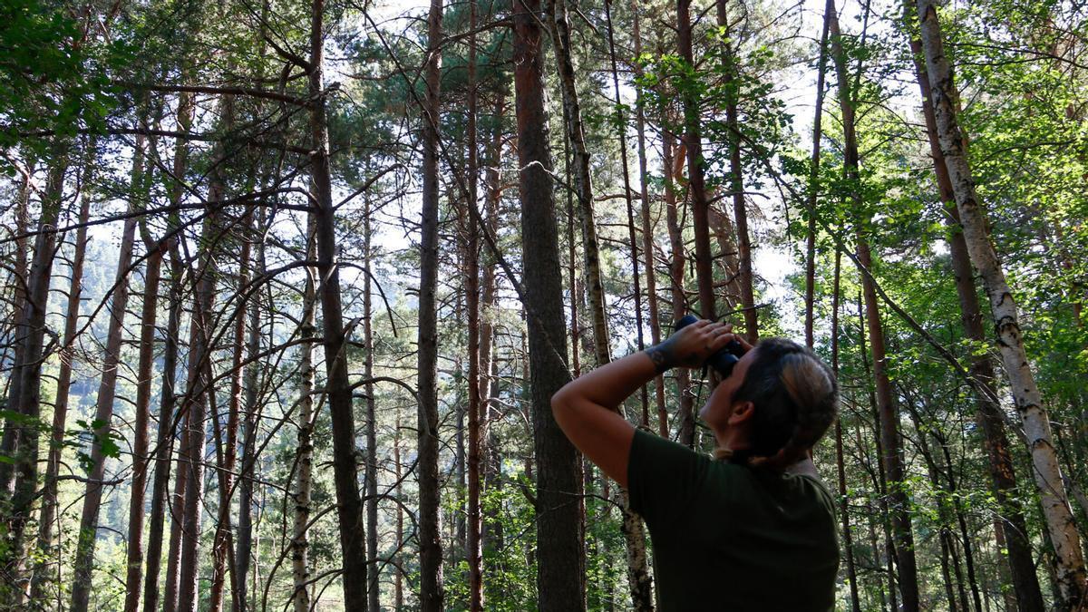 Corredoira inspeccionant la copa d’un arbre a la parcel·la de control d’Agricultura a Arsèguel