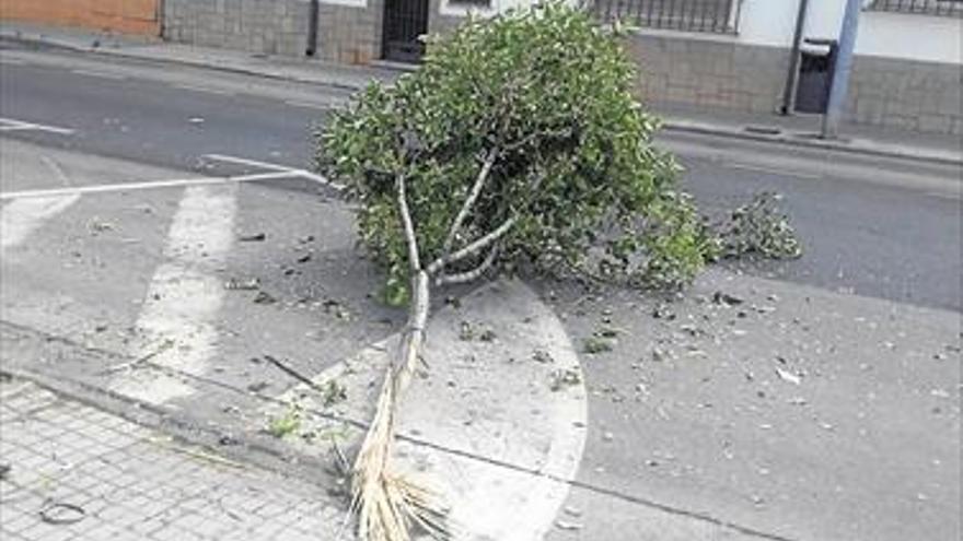 Un coche impacta contra un árbol en Almassora