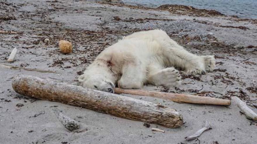 Matan a un oso polar tras atacar a un guardia de cruceros