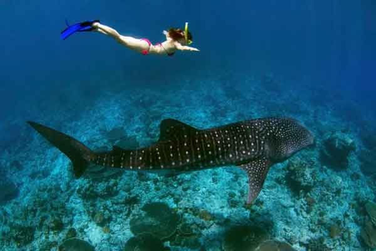 Turista nadando con un tiburón ballena, el pez más grande del mundo, en el Atolón de Ari, en Maldivas.