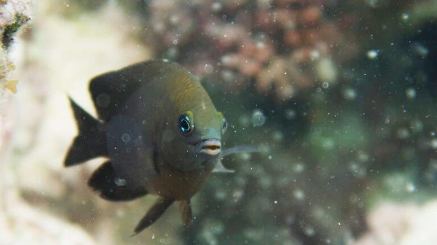 La domesticación animal no es solo humana: hay peces que doman camarones