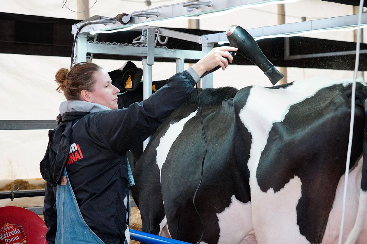 Feria de ganado vacuno frisón en Dos Torres