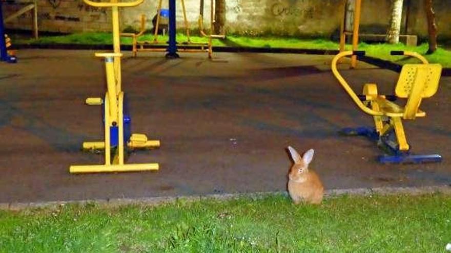 El conejo, en el parque de la Benéfica de Infiesto.