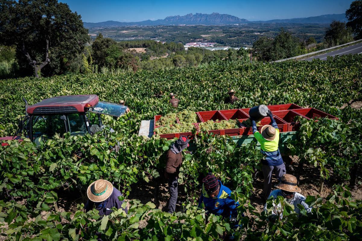 Trabajos de vendimia en agosto del año pasado en la bodega Llopart, en el Alt Penedès.