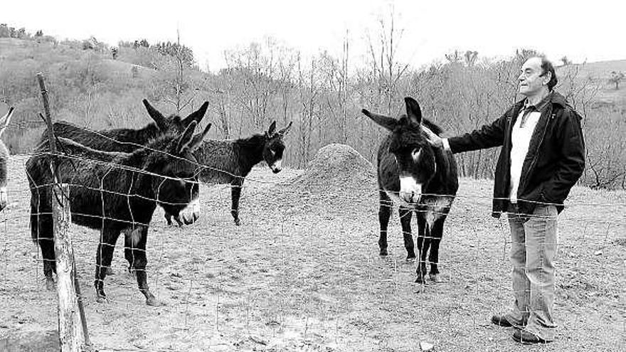 A la izquierda, Dionisio Menéndez, con algunos de sus burros, y, a la derecha, cinco de estos animales que cría en Cabranes.