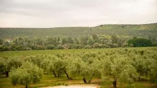 ¿Cada cuánto tiempo se debe podar un olivo para aumentar su producción?