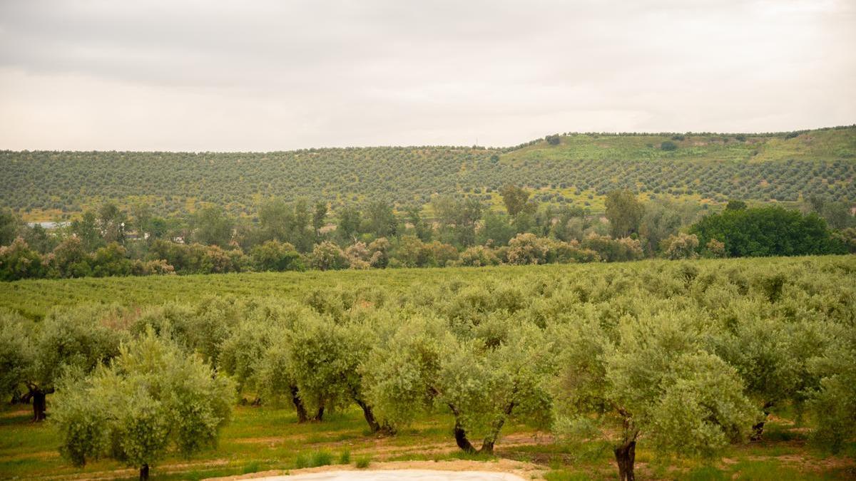 Campos de olivos de Aires de Jaén