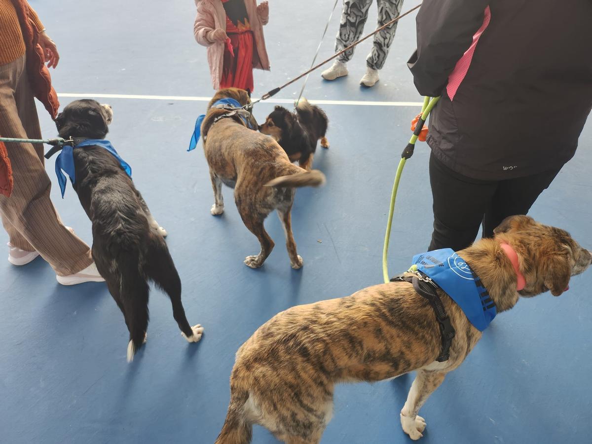 El desfile de mascotas de Grado, en imágenes