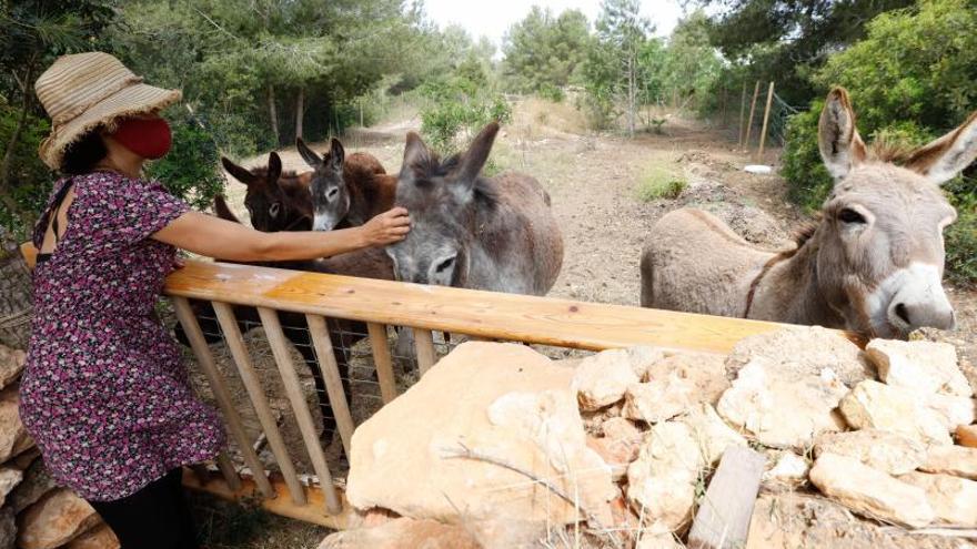 Nara Ponziano, con la recua de burros de Can Gusti de Baix. 