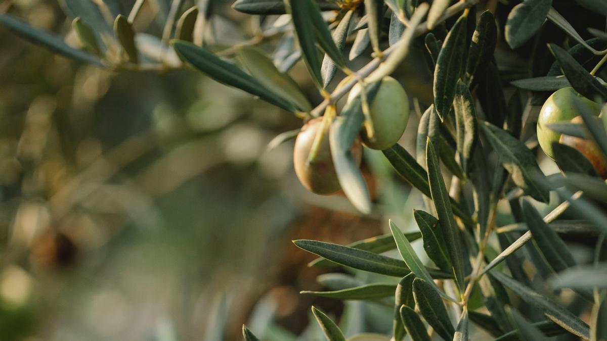 Los bioestimulantes microbianos fomentan una agricultura más sostenible y rentable