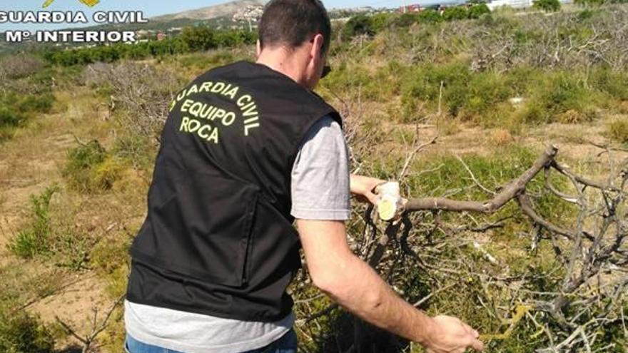 Un agente del ROCA en la zona de árboles talada en Torrent.