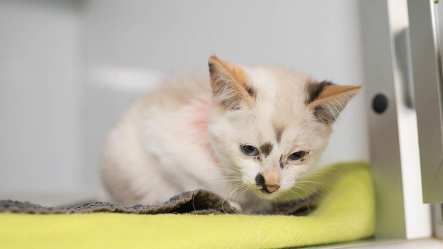 Cinco trucos para eliminar el pelo de gato de la ropa