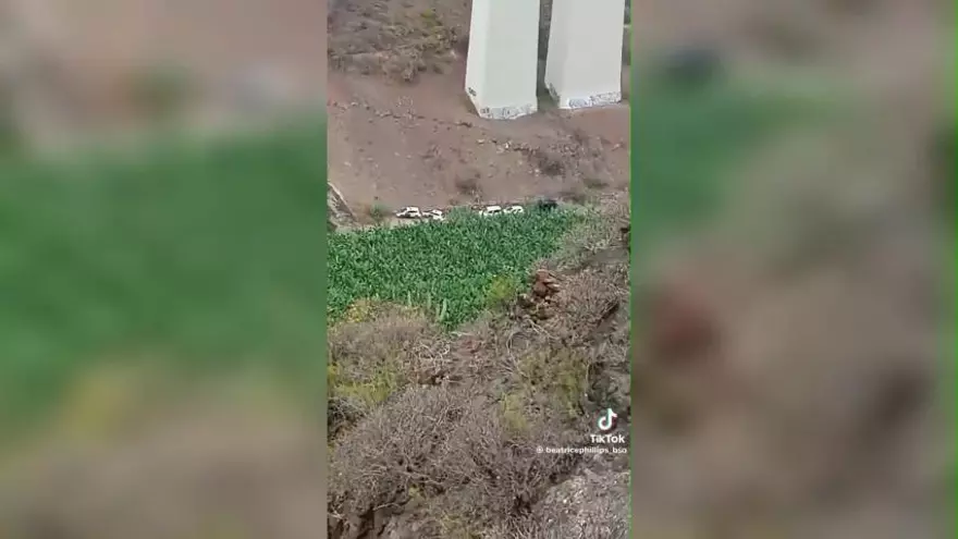 El cadáver aparecido en un barranco de Guía es de un hombre maniatado y amordazado