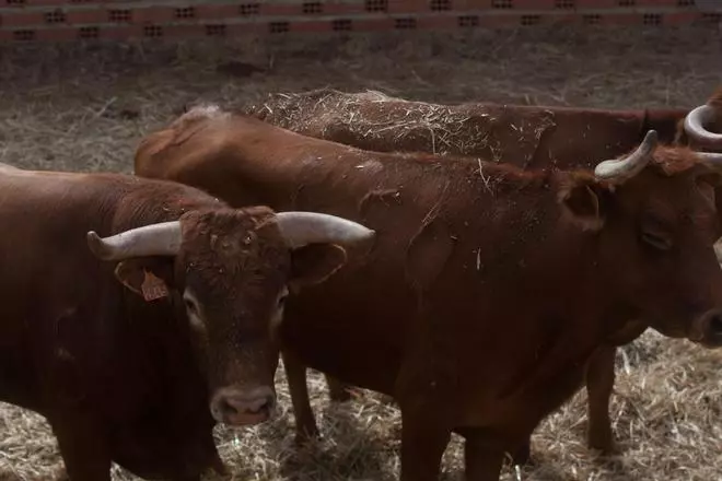 Espantes de Carbajales