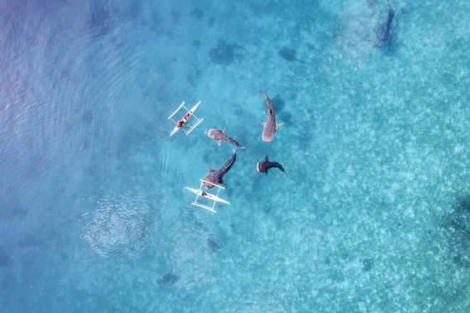 Los tiburones ballena llegan a las costas filipinas en febrero.