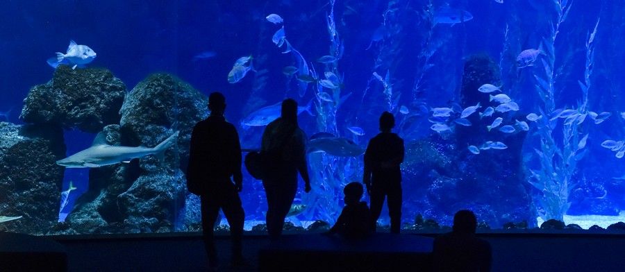 Reapertura del acuario Poema del Mar