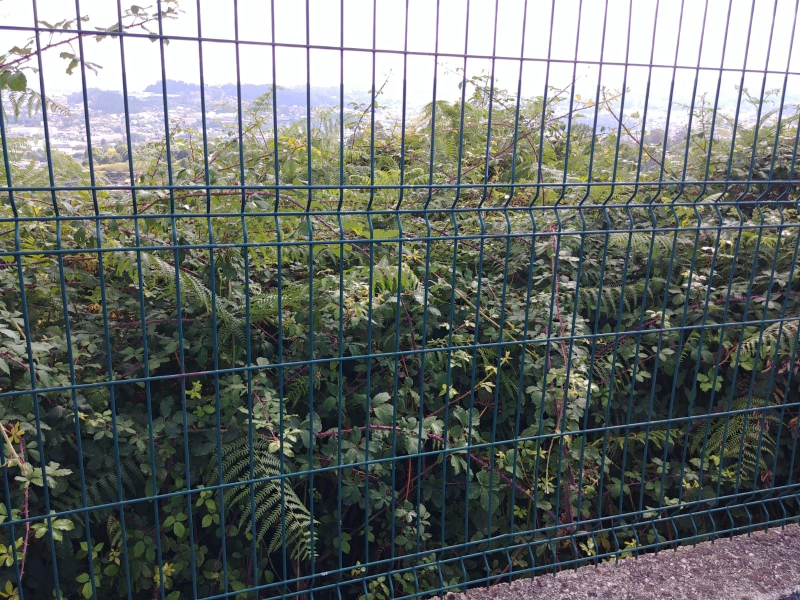 De tragarse los balones a invadir el campo: así se defiende de la selva el Racing de Castrelos