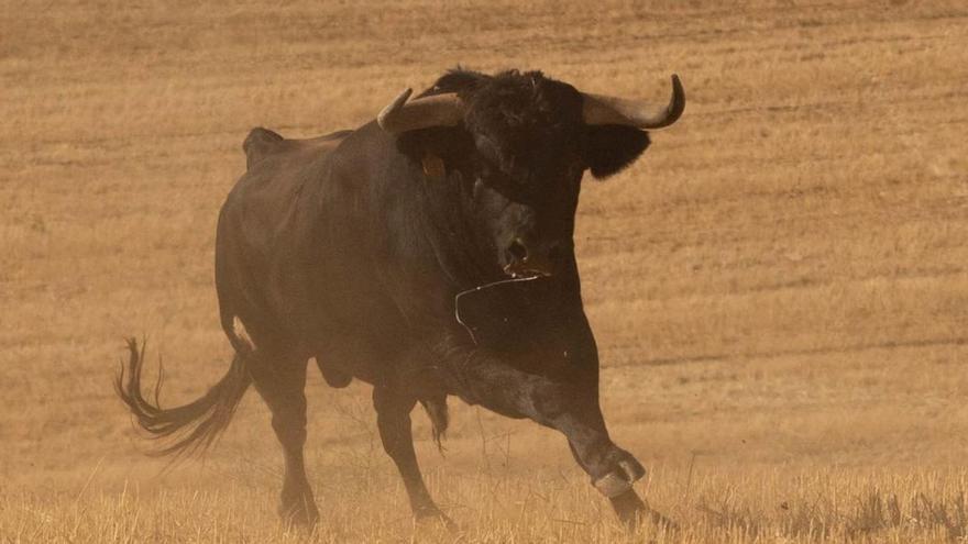 Un toro en un encierro de Jambrina el pasado mes de agosto.