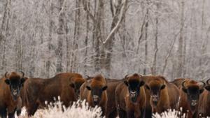 L’Eurocambra salva la llei de restauració de la natura