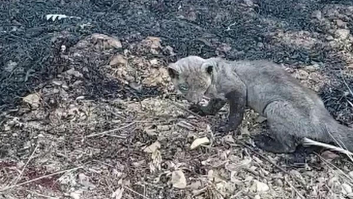 Garduña herida en el incendio vista en Villardeciervos.