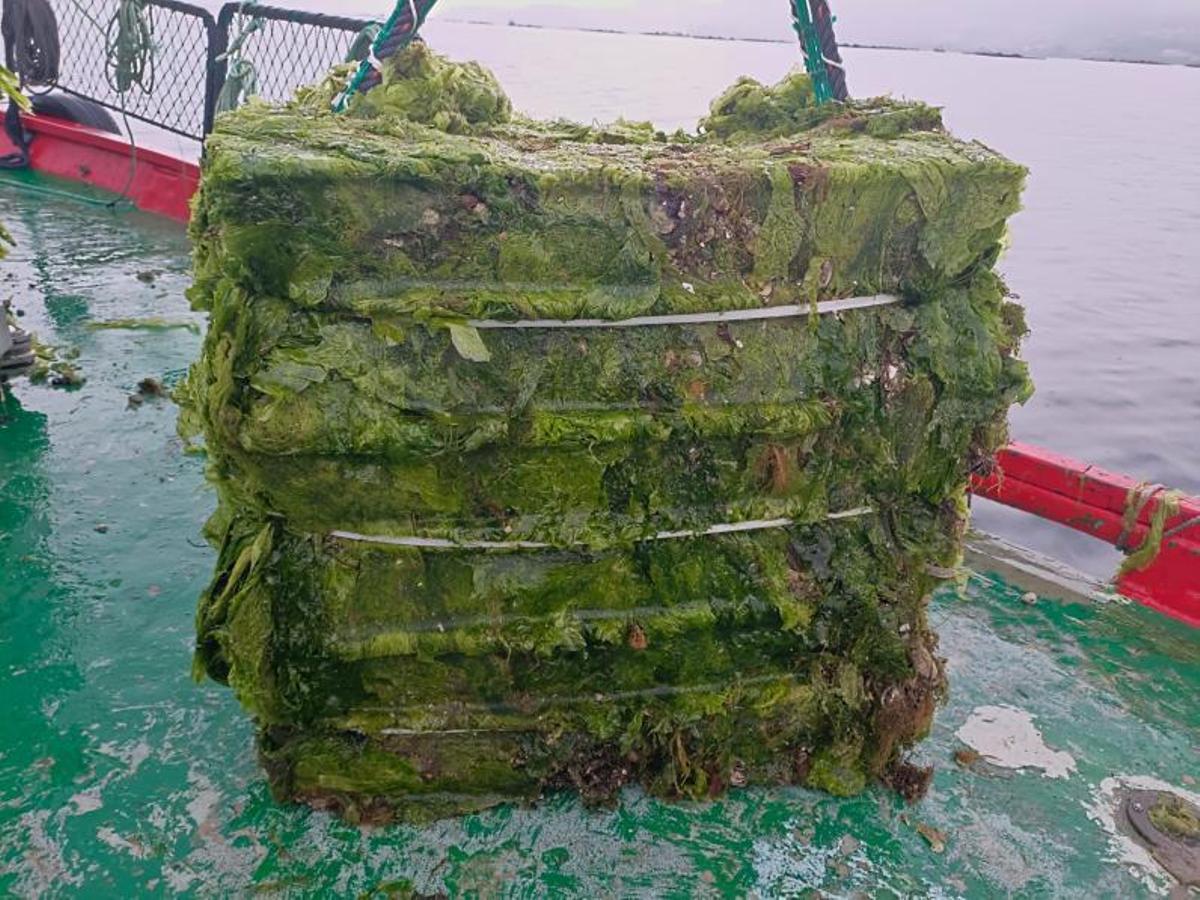Uno de los fardos de algas succionadas del mar. |   // FDV