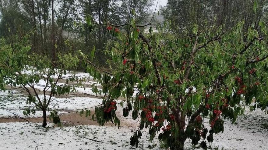 Campos dañados por el temporal en la comarca de Calatayud