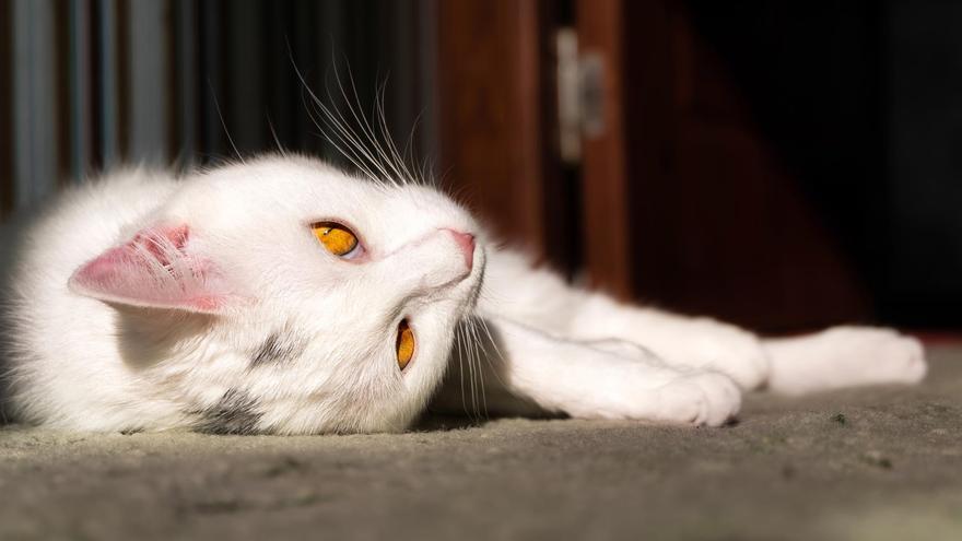 Estos son los síntomas que podrían indicar que tu gato está enfermo