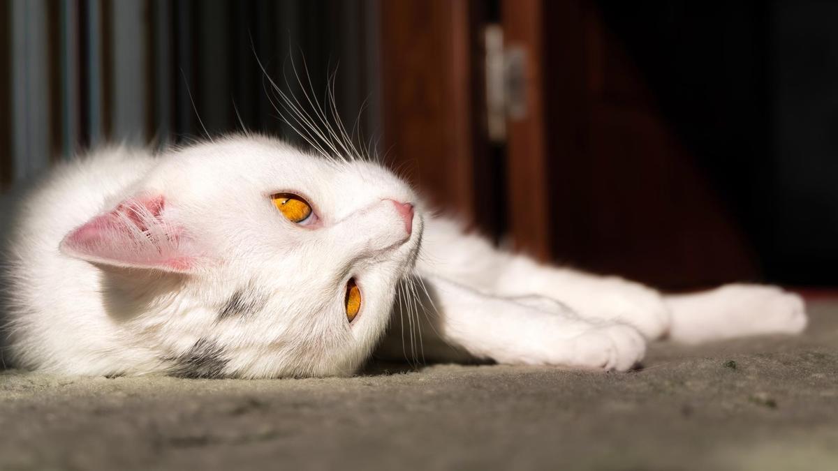 Estos son los síntomas que podrían indicar que tu gato necesita ir al veterinario.