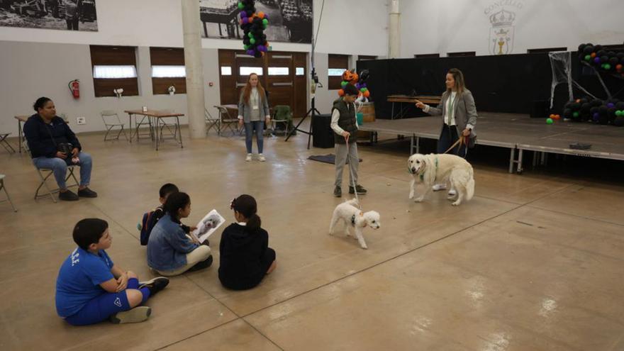 Presentación del programa de intervención asistida.