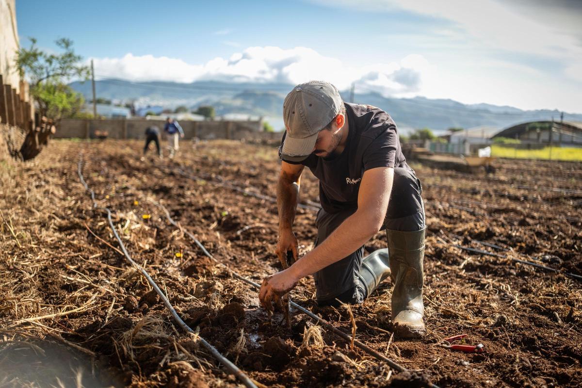 El consejero de Agricultura, Ganadería, Pesca y Soberanía Alimentaria del Gobierno de Canarias, Narvay Quintero, visita una finca en Los Baldíos, donde el Ejecutivo canario, en colaboración con viticultores de las Denominaciones de Origen Protegidas de Vino de las islas, desarrolla un proyecto piloto con patrones americanos de viña para evaluar su resistencia a la filoxera