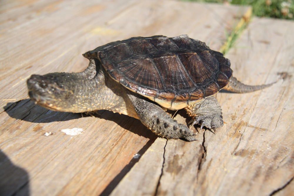 Capturen una tortuga a l’Estany de Banyoles que era un perill