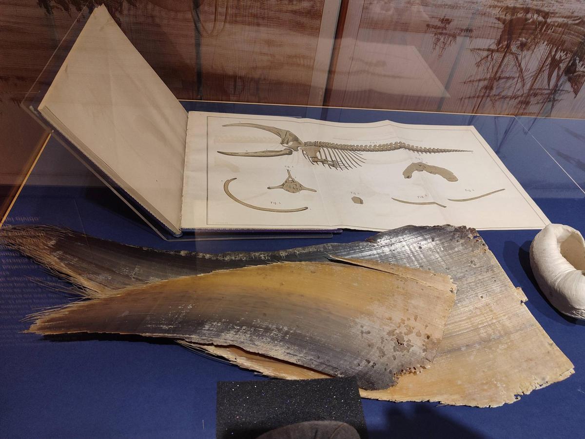 La sala dedicada a la caza de la ballena en el Museo Massó de Bueu