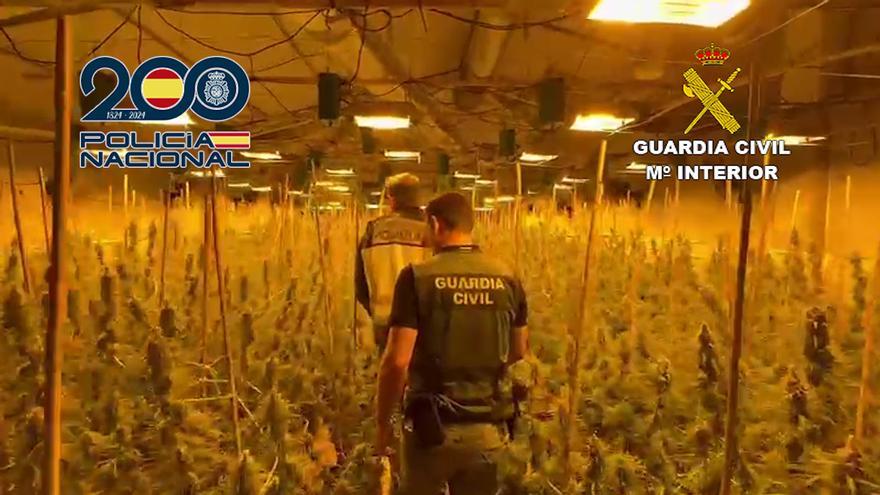 Descubren una plantación "indoor" de marihuana en una nave industrial abandonada de la Llosa de Ranes