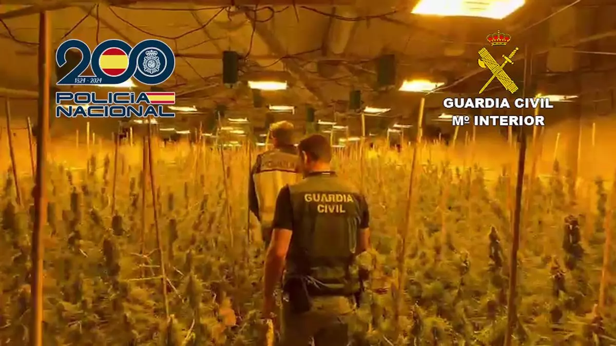 Desmantelan una plantación de marihuana con una "sofisticada infraestructura" y casi 1.000 plantas en la Llosa de Ranes