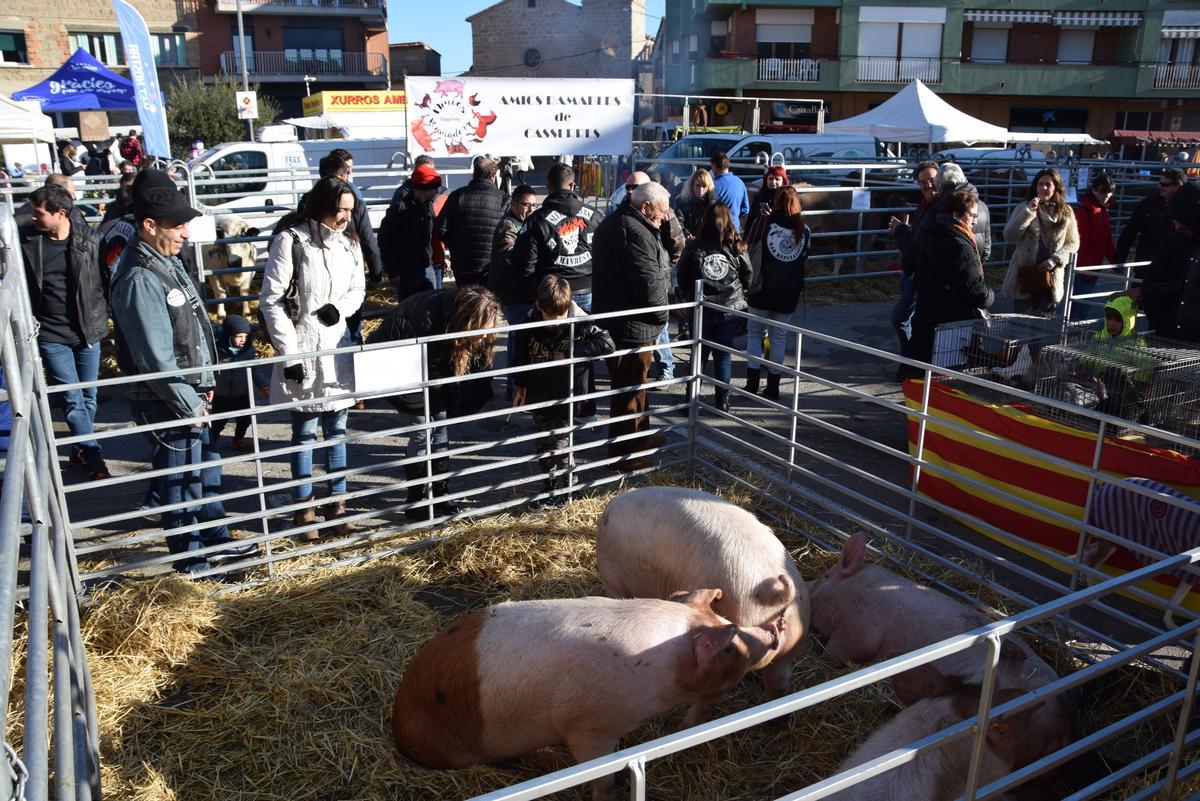 Ambient a la mostra ramadera de Casserres el 2020, abans de la covid