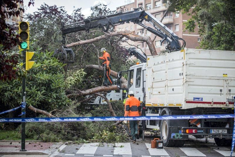 Imágenes de la caída de un árbol en la Calle Rioja